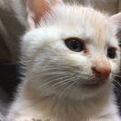 生後1ヶ月半。男の子です。 − 宮城県