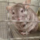 チンチラの里親募集