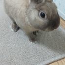 ネザ―ランド雄里親募集