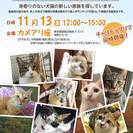 ｢猫の里親譲渡会｣