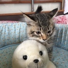 【子猫里親さん募集】子猫２か月＊毛が長くもふもふ＊トイレしつけ済...