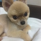 菊名 綱島 日吉近辺で犬友など♫