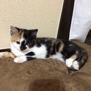 2〜3カ月のメス猫