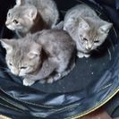 子猫里親募集