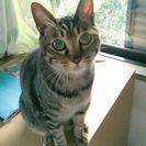 家族になってください