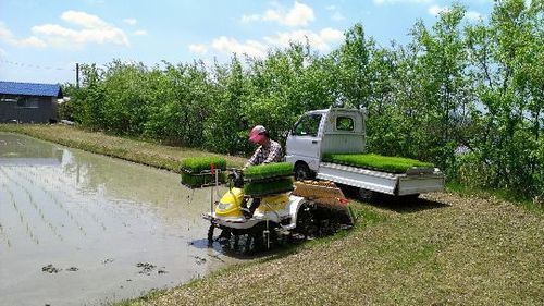 伊賀米お譲り致します!
