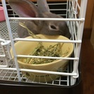 ミニレッキスの里親を探しています。