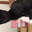 仔猫三匹保護してます。