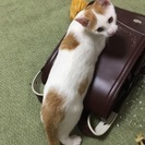 茶白の元気いっぱい男子 - 猫
