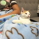 茶白の元気いっぱい男子 - 里親募集