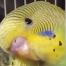 セキセイインコ1羽（無事引き渡し終わりました）