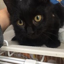 真っ黒な子猫保護しました