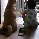 柴犬メス去勢済み