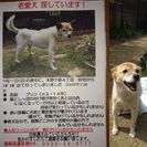 愛犬捜しています。助けてください②
