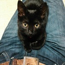 黒猫ミーちゃん、ちょっと大きくなっちゃったけど優しいご家族募集中