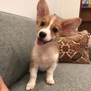 犬友