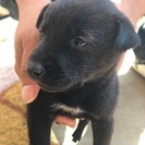 かわいい子犬