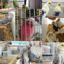 インコ・オウム・フィンチ特価