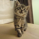 【募集終了】　子猫の里親募集　メスの子猫　残り一匹！