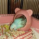 セキセイインコ見つけてください - 宇都宮市