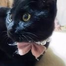 美しい黒猫三姉妹