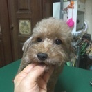 トイプードル