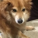 人なっこいワンコです。