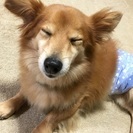 人なっこいワンコです。 - 犬