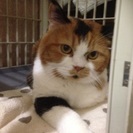 Yモバイルの猫みたいな三毛ちゃん 約3歳
