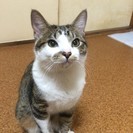 生後6ヶ月 キジ白 オス 子ネコ 甘えんぼ カギしっぽ【草加市】