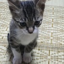 可愛がってくれる方。