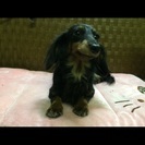 里親募集しています。ミニチュアダックスです。