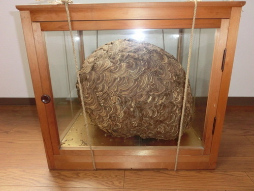 ★スズメ蜂の巣　（ケース入り）　商売繁盛　縁起物　 nesage!