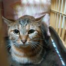 麦わら姉妹猫クル（脱走中） - 猫