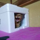 麦わら姉妹猫クル（脱走中） − 千葉県