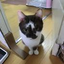 日本一！甘えん坊な女の子！ココア色 - 猫