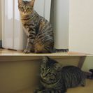 【里親募集中】兄妹のメス、オス猫