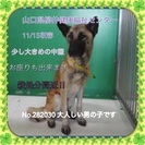 殺処分間近 シェパード風 ミックス犬の画像