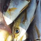 釣りに行って釣ってきた魚サバキますよ。‼️