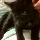 子猫新しい家族募集中