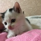交渉中 チューリップ模様の白黒ちゃん 約1カ月半