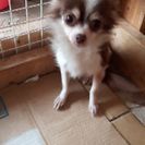 6才の雌のチワワ - 犬