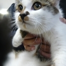 おとなしいトラ猫(メス)里親募集です。 - 北群馬郡