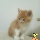ちょっと毛長なモコモコ3キョウダイ♥ 茶白♂