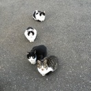 甘えん坊の子猫の里親探しています。