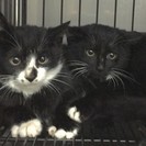 黒い貴公子　黒子猫兄弟　３ヶ月