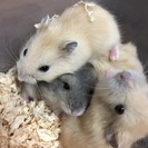 ジャンガリアン赤ちゃん里親募集