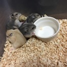 ジャンガリアン赤ちゃん里親募集 - 加東市
