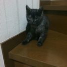 急募‼　仔猫の里親さん‼