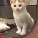 頭の模様がチャーミングな白子猫　２ヶ月